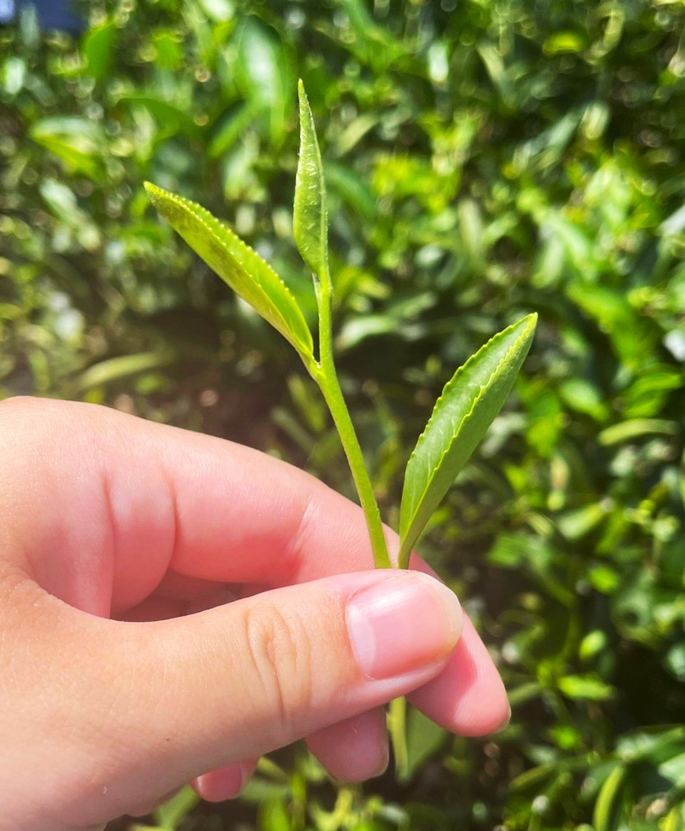 LINE_ALBUM_20220706採茶小隊-粗花！_220708_4.jpg